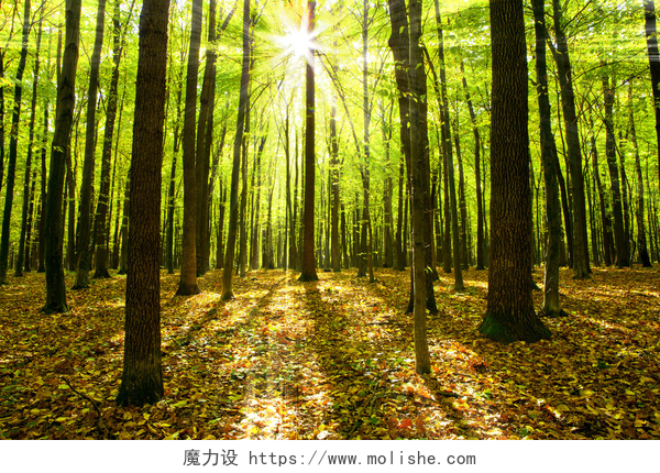 阳光照进秋天的森林秋林